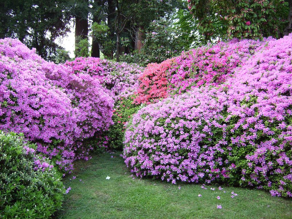 Charming Glicine And Azalea House Art And Colour With Lakeview Cadenabbia ห้อง รูปภาพ